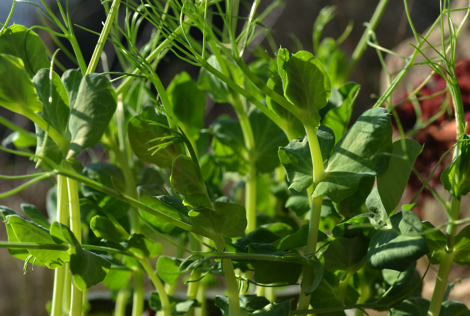Pea shoots